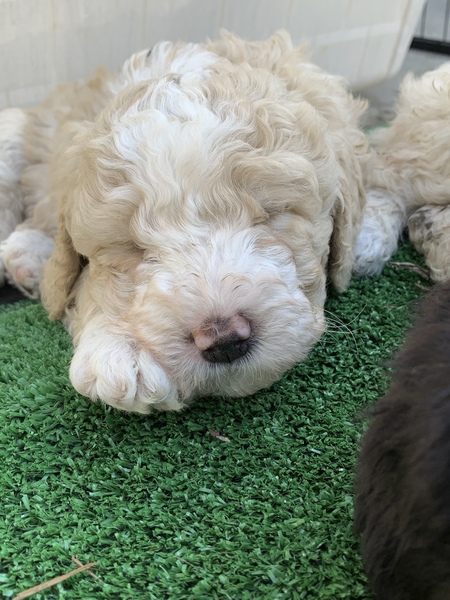 Seattle Times | Classifieds | Pets | Spanish Water Dog Puppies