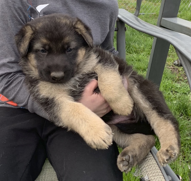 Seattle Times | Classifieds | Pets | German Shepherd Puppies