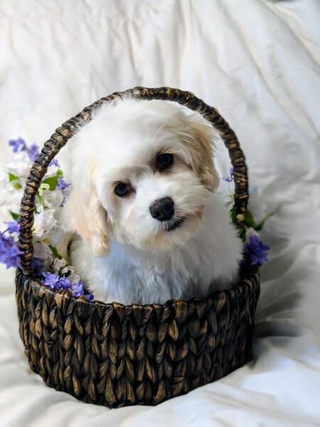 Seattle Times | Classifieds | Pets | Cockerchon puppies ...