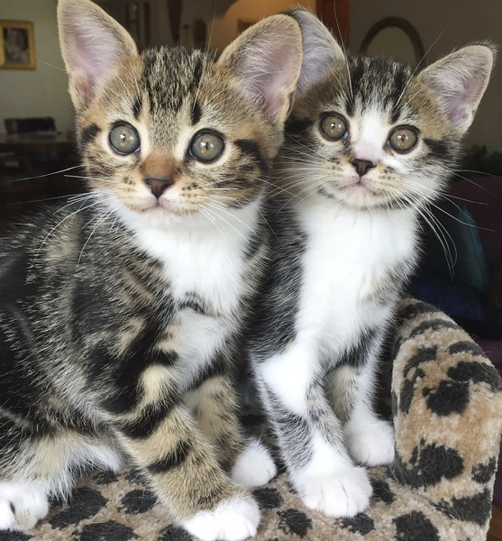 Seattle Times | Classifieds | Pets | American Shorthairs Kittens for Sale