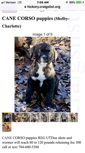 Charlotte Observer Classifieds Pets Animals Cane Corso