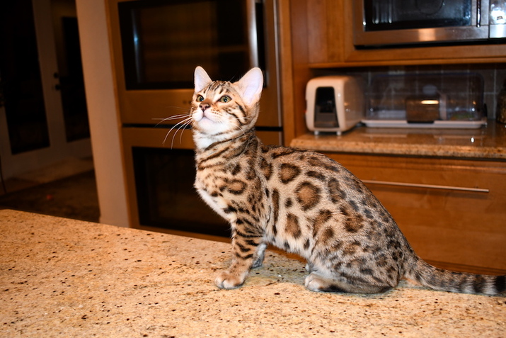 Seattle Times | Classifieds | Pets | Bengal Kittens For SALE!