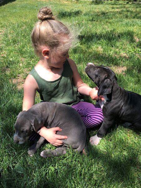 Seattle Times Classifieds Pets Great Dane Puppies