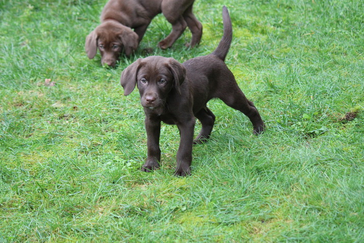 Akc marketplace shop labrador