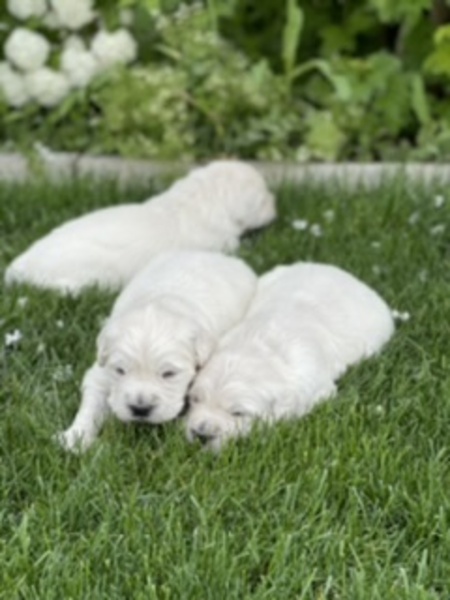 Seattle Times | Classifieds | Pets | Golden retriever puppies