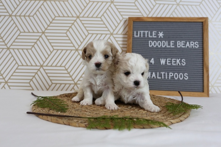 Seattle Times Classifieds Pets Doll Faced Maltipoo Puppies