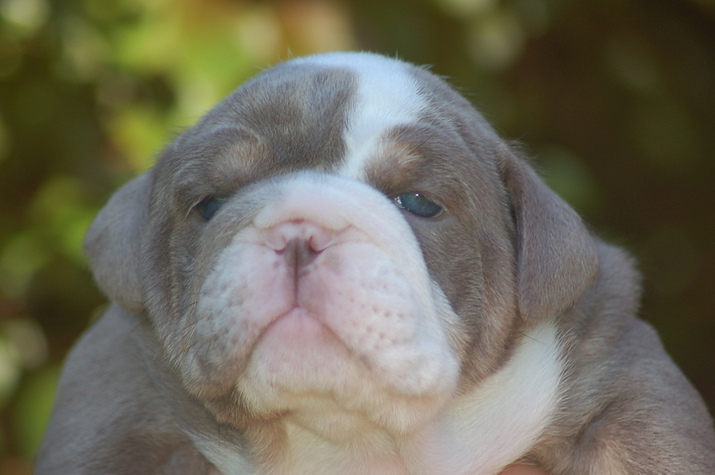 Seattle Times | Classifieds | Pets | AKC English Bulldog ...