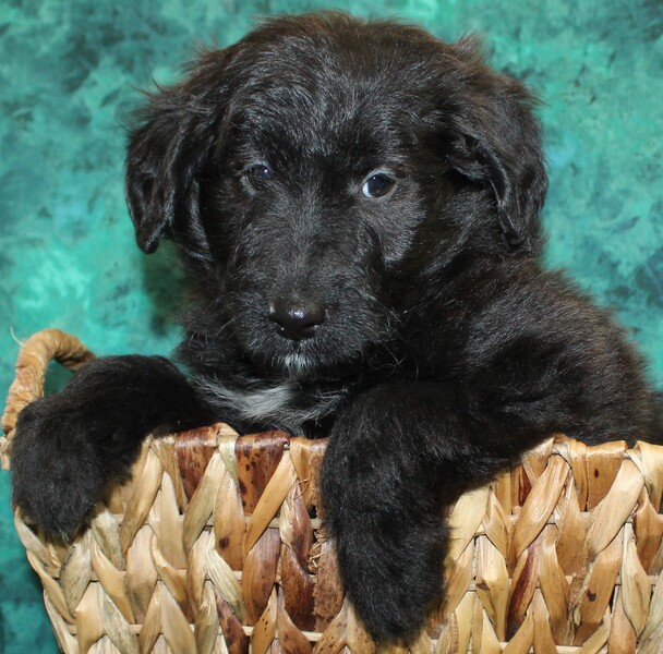 Seattle Times | Classifieds | Pets | Beautiful Mini Cadoodle puppies!
