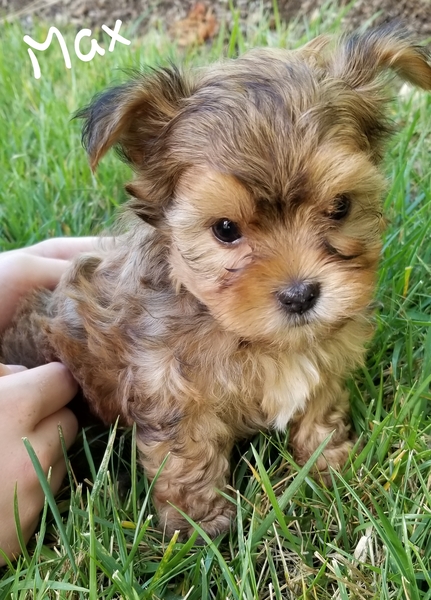 Seattle Times | Classifieds | Pets | Shihtzu Yorkie