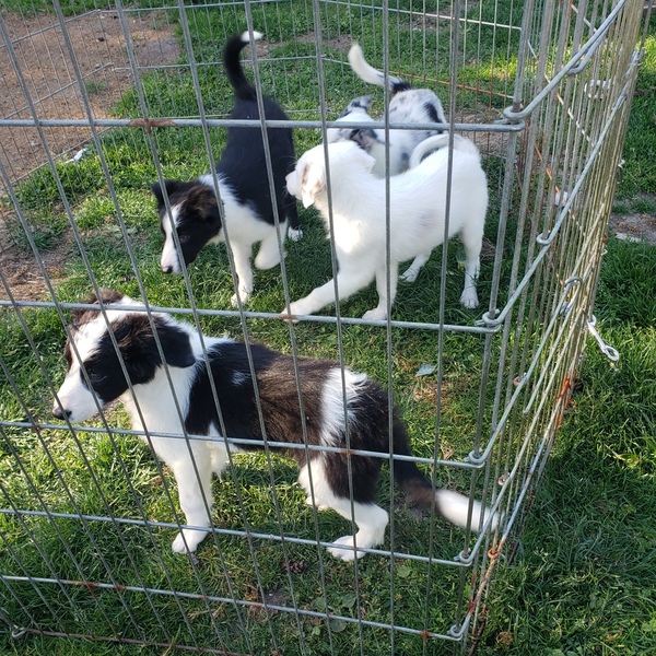 Seattle Times Classifieds Pets Border Collie Pups