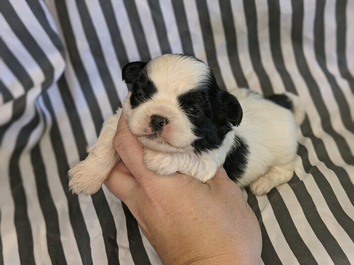 Iron Butterfly Chinese Imperial Shih Tzu Tiny Teacup Puppies For Sale Quality Small Breeder Shih Tzu Puppy Poodle Puppy Teacup Puppies