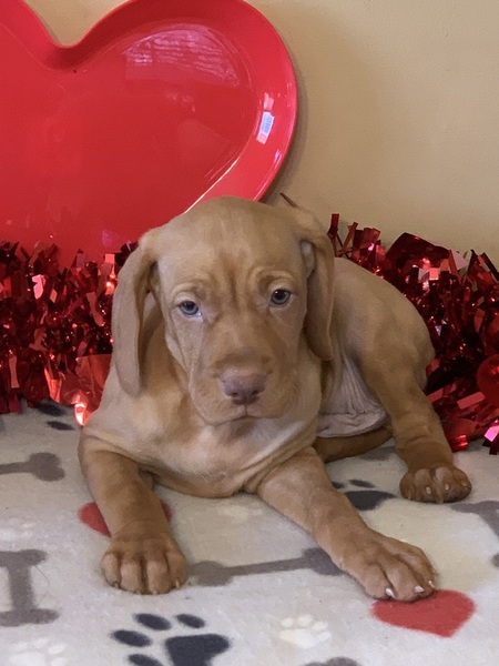 Charlotte Observer | Classifieds | Pets & Animals | Vizsla ...