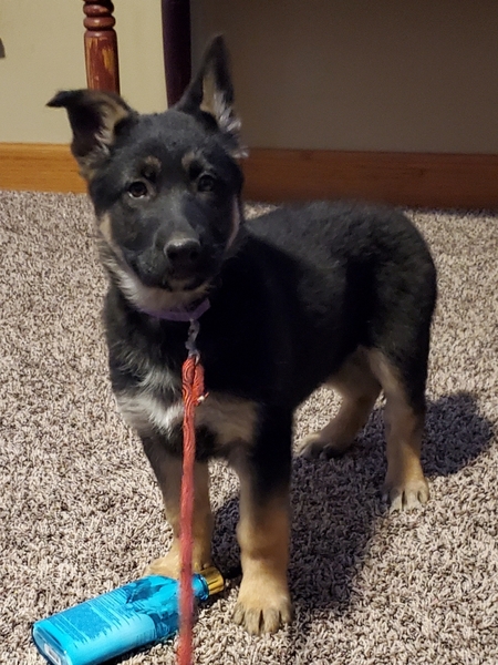 Kansas City Star Classifieds Pets German Shepherd Puppies