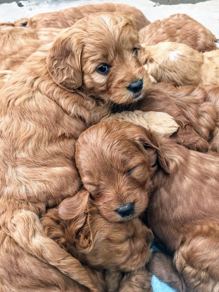 38 HQ Photos Dark Red Golden Retriever Puppies For Sale Near Me - Chocolate Labrador Retriever Puppies For Sale | Greenfield ...