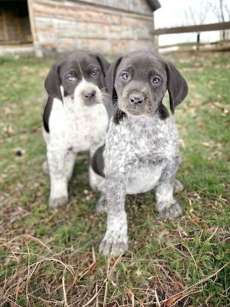 Star Tribune Pets German Shorthair Pointers Akc Ofa Liver Black