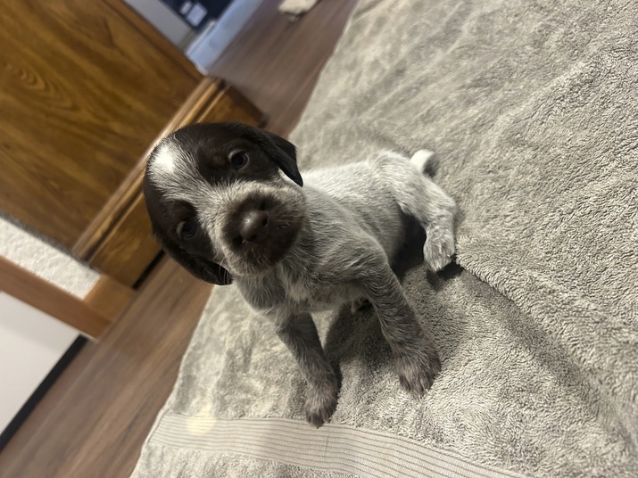 Star Tribune Pets German Wirehaired Pointers AKC Minneapolis St