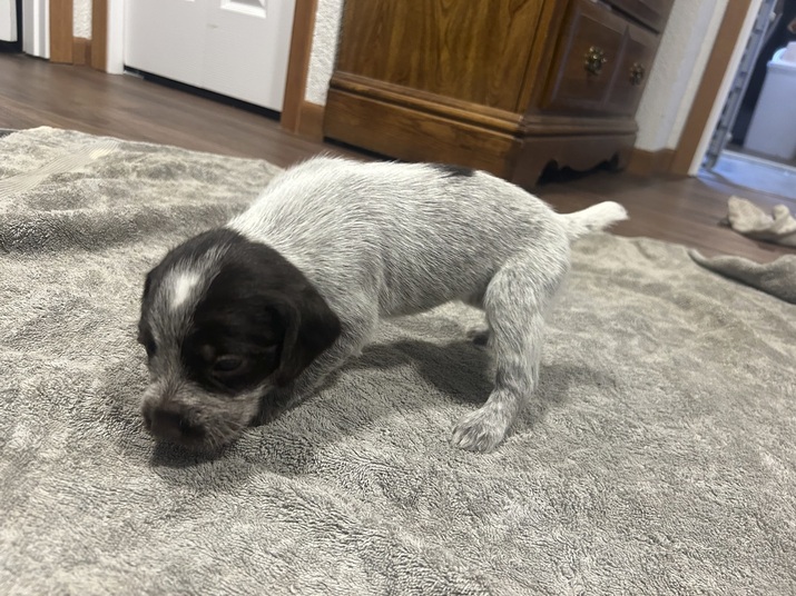 Star Tribune Pets German Wirehaired Pointers Akc Minneapolis St