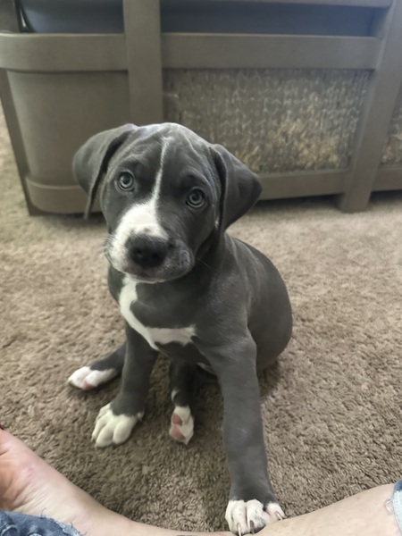 Star Tribune Pets American Pitbull Puppies Minneapolis St Paul