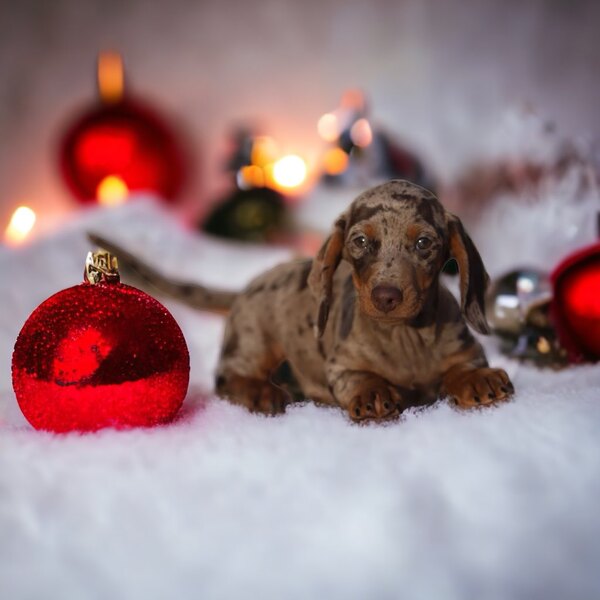 Star Tribune | Pets | Dachshund mini | Minneapolis, St. Paul and Minnesota