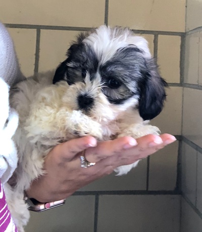 77+ Teddy Bear Shih Tzu Poodle Puppies