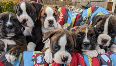 Boxer Puppies For Sale Craigslist Nc - petfinder