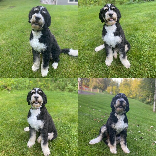 Star Tribune Pets Bernedoodle Puppies Ready For Christmas Minneapolis St Paul And Minnesota