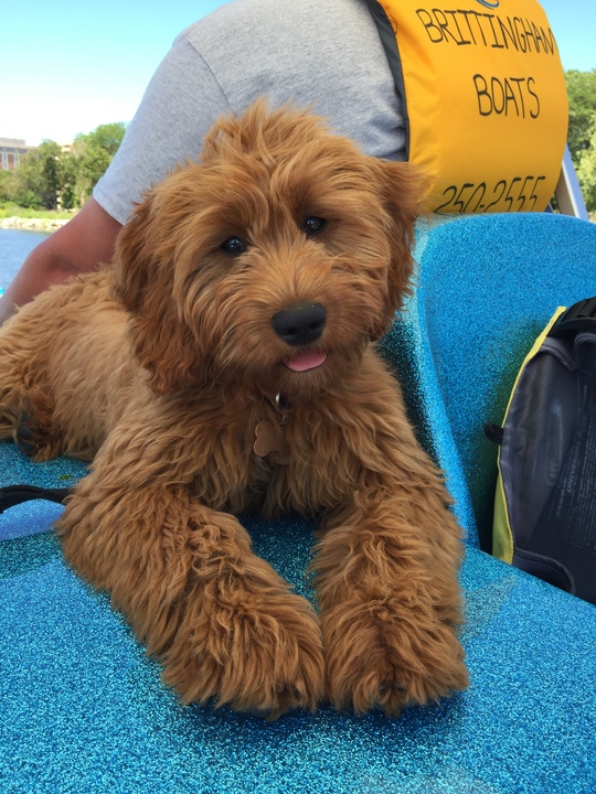 Kansas City Star Classifieds Pets F1 Mini Goldendoodle 