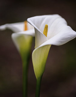 Bangor Daily News Obituaries